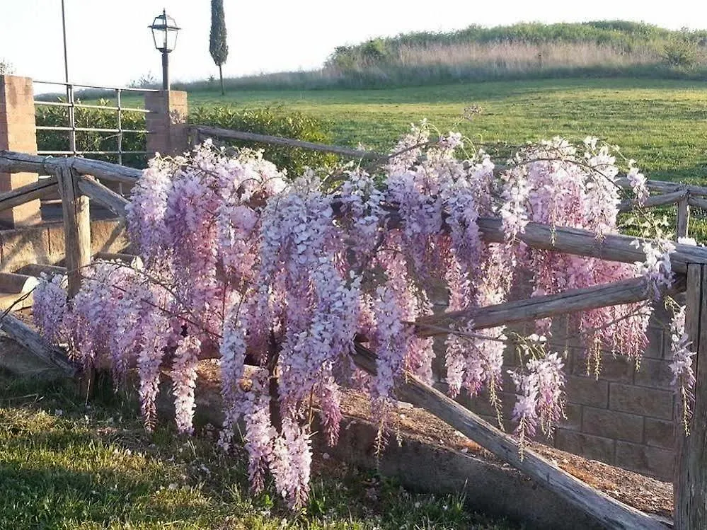 Agriturismo Ragoncino Lajatico